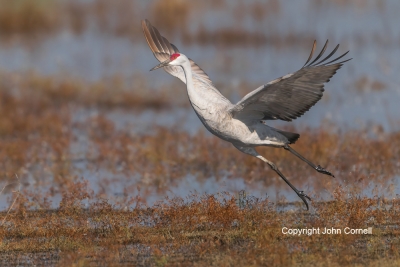 Crane;Flying-Bird;Grus-canadensis;Photography;Sandhill-Crane;action;active;aloft